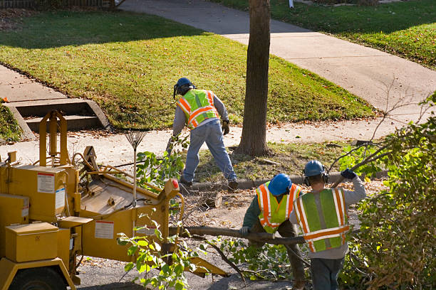 Best Large Tree Removal  in Anacortes, WA